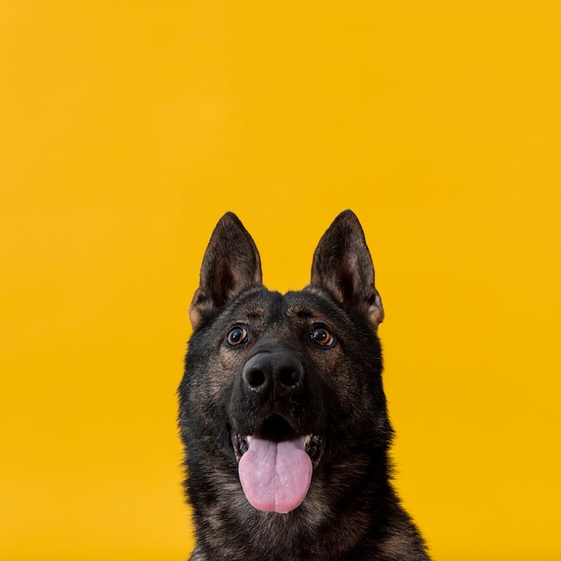 Cão bonito com língua de fora e cópia-espaço