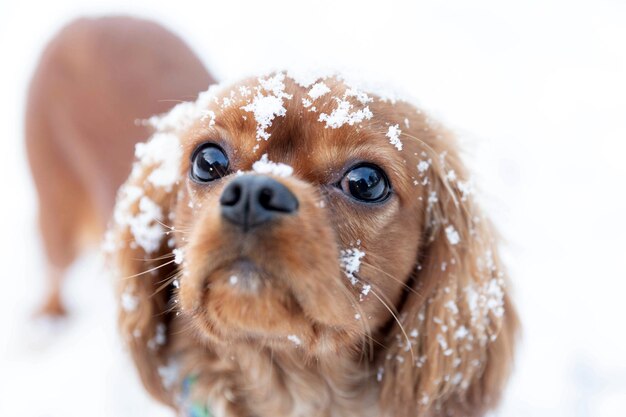 Cão bonito com neve na cabeça