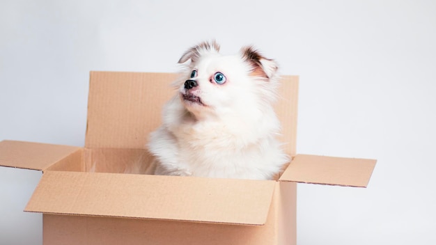 Cão bonito com olhos azuis em caixa de papelão Cão branco em caixa de papelão em fundo branco O conceito de mudança e entrega