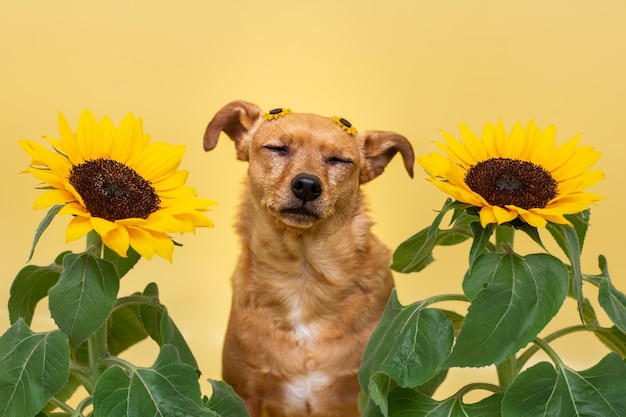 Cão bonito com os olhos fechados, cheirando o perfume das flores. Cachorro marrom e girassóis isolados