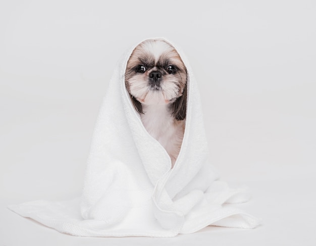 Cão bonito com uma toalha.