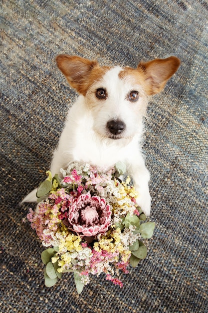 Cão bonito comemorando o dia dos namorados dia das mães ou nascimento segurando um buquê floral seco Vista de alto ângulo