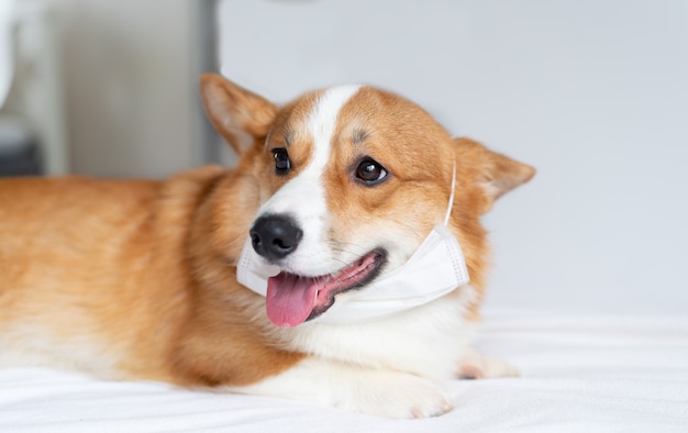 Cão bonito corgi posando em máscara médica.