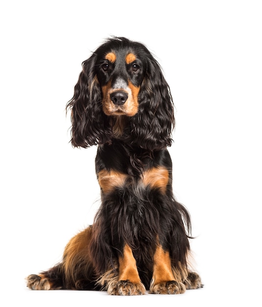 Cão bonito de cocker spaniel