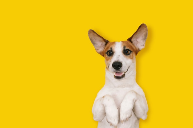 Cão bonito de Jack Russell com uma cara sorridente encontra-se sobre um fundo amarelo. Lugar para o seu texto.