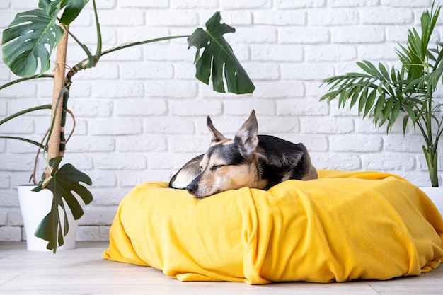 Cão bonito de raça mista deitado na cama amarela em casa adormecendo plantas domésticas no fundo