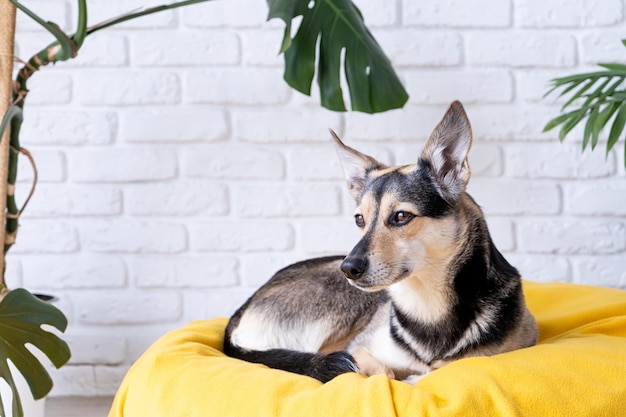 Cão bonito de raça misturada deitado na cama amarela em casa olhando atentamente as plantas caseiras no fundo