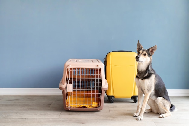 Cão bonito de raça misturada sentado ao fundo da parede azul do transportador de animais de estimação