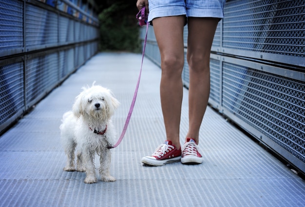 Cão bonito depois de uma longa caminhada