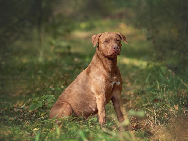 Cão bonito descansando enquanto caminha pela floresta Dia ensolarado claro Closeup ao ar livre Luz do dia Sem pessoas Conceito de cuidado educação obediência treinamento e criação de animais de estimação