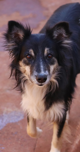 Cão bonito do border collie olhando para a câmera.