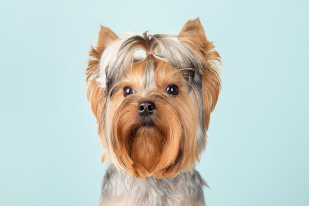 Cão bonito do yorkshire terrier com um penteado engraçado sobre um fundo azul. o cachorro olha para a câmera.