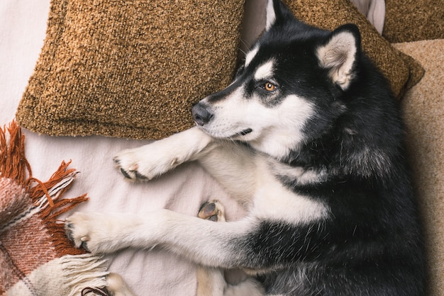 Cão bonito dormindo em uma cama sob uma manta