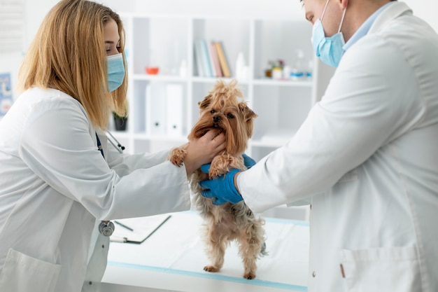 Cão bonito durante uma consulta