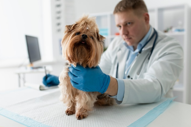 Foto cão bonito durante uma consulta