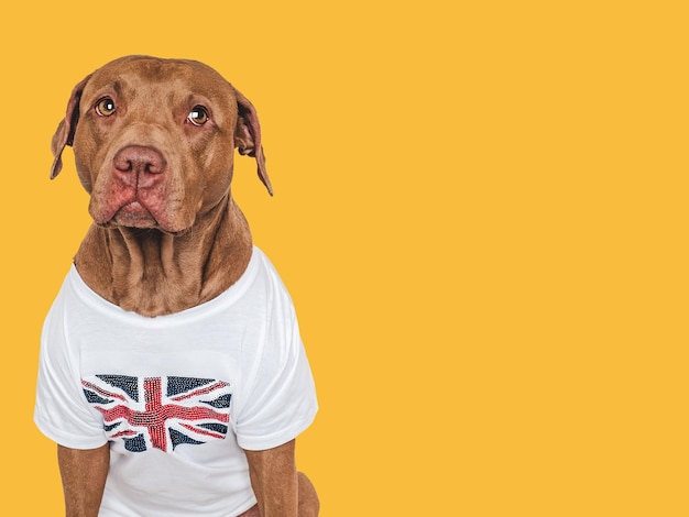 Foto cão bonito e adorável e bandeira britânica em close-up