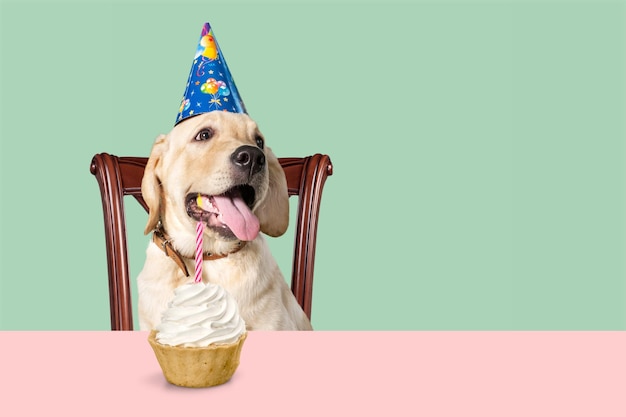 Cão bonito em comemorando chapéu com cupcake de aniversário