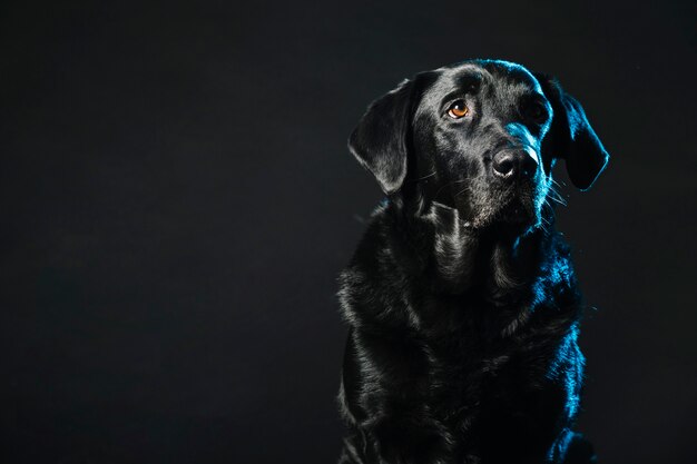 Cão bonito em preto