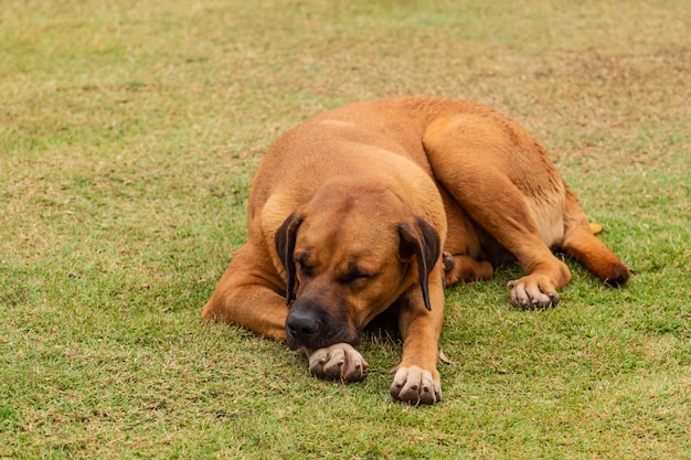 Cão bonito em uma postura diferente