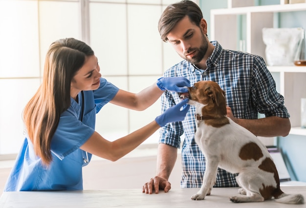 Foto cão bonito está sendo examinado pelo veterinário feminino.