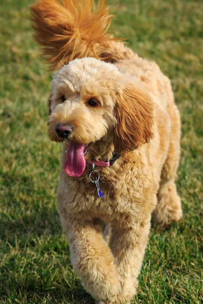 Cão bonito Goldendoodle