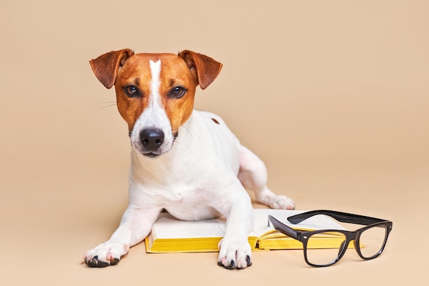 Cão bonito Jack Russell Terrier deitado com livro lendo e estudando