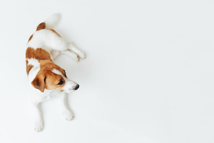 Cão bonito Jack Russell Terrier posando isolado em fundo branco do estúdio