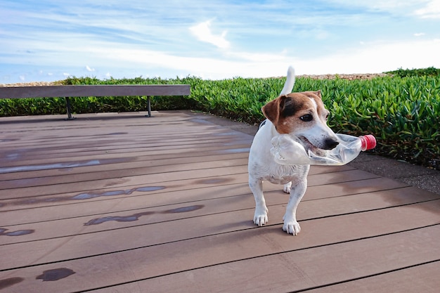 Cão bonito mantém garrafa de plástico na boca