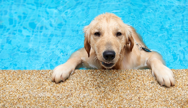 Cão bonito na borda da piscina, dia de verão.