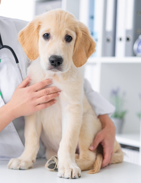 Cão bonito no armário veterinário