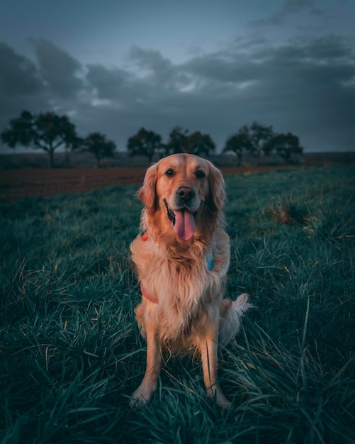 Cão bonito no campo durante o pôr do sol