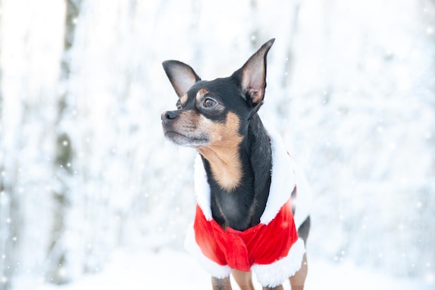 Cão bonito no terno de ano novo do papai noel na floresta de inverno tema de natal espaço de ano novo para texto