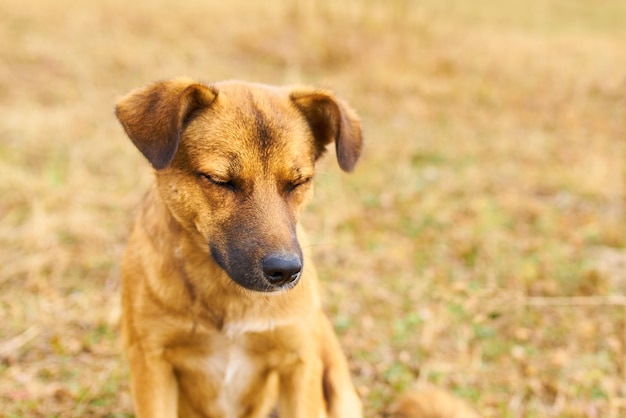 Cão bonito perdido