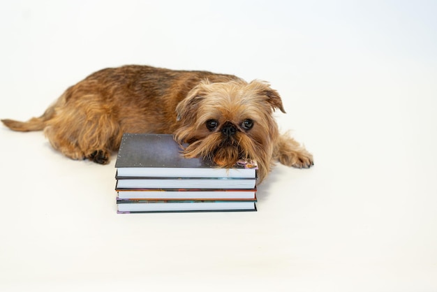 Cão bonito raça Bruxelas Griffon lê um livro sobre um fundo branco