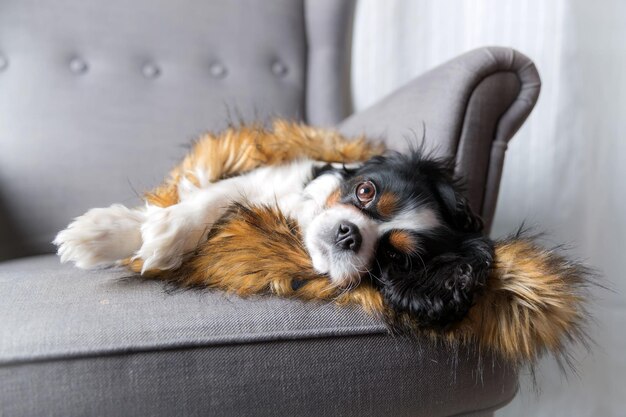 Cão bonito relaxante sob cobertura quente peluda