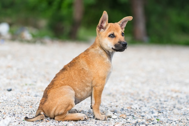 Cão bonito senta e olha