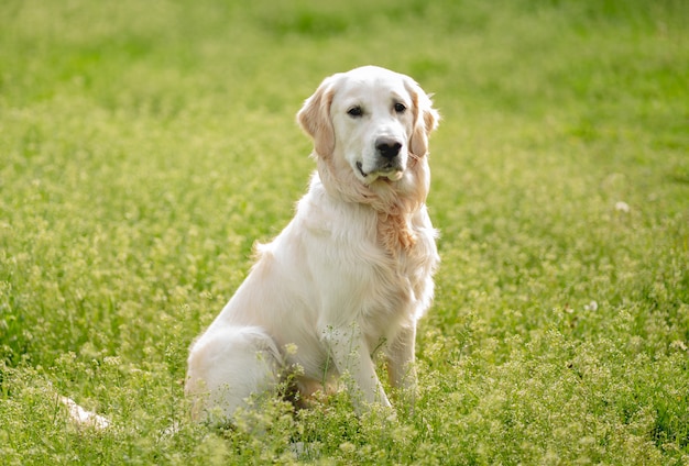 Cão bonito sentado no campo de florescência