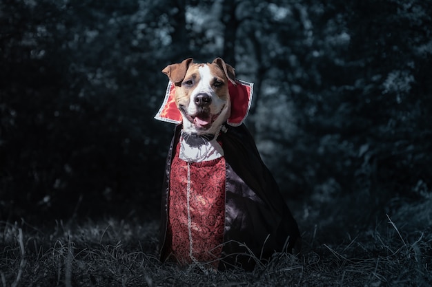 Cão bonito vestido de vampiro na floresta escura ao luar. filhote de cachorro staffordshire terrier sorridente com fantasia de vampiro assustador na floresta, baleado em tom baixo