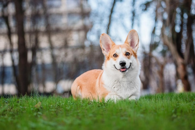 Cão bonito Welsh Corgi ao ar livre. Retrato de cachorro Animal de estimação em uma caminhada. Linda raça engraçada de cachorro corgi