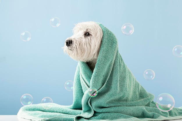 Cão bonito West Highland White Terrier após o banho Cão envolto em toalha Conceito de preparação para animais de estimação Copiar Espaço Lugar para texto