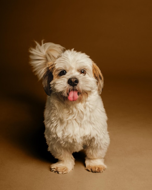 cão bonito