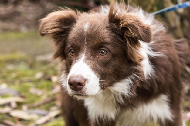 Cão border collie andando na bélgica