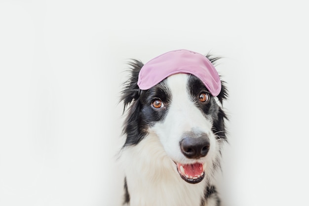 Cão border collie com máscara para dormir