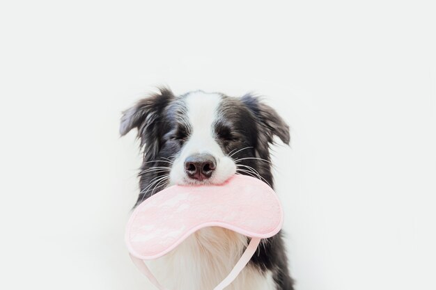 cão border collie com máscara para dormir