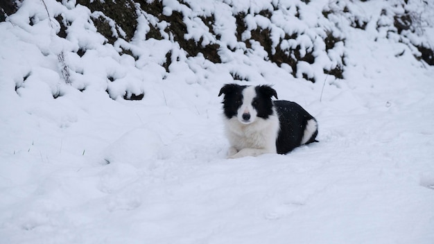 Cão Border Collie deitado na neve na natureza