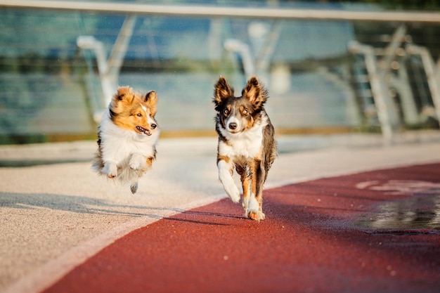 Cão border collie e cão pastor de shetland juntos pela manhã dois cães na caminhada cães brincando