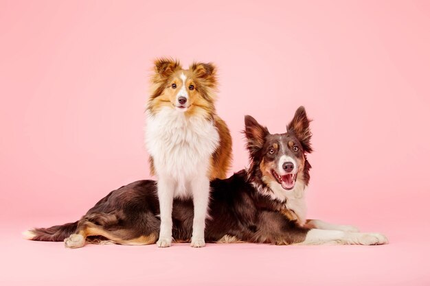 Foto cão border collie e cão shetland sheepdog no estúdio fotográfico em fundo rosa