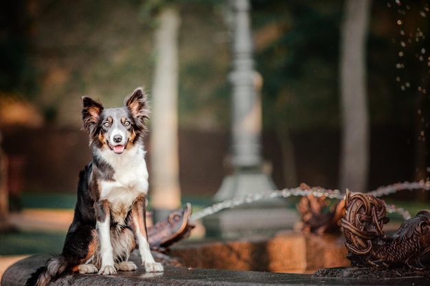 Cão border collie em caminhada