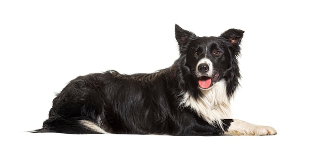 Cão border collie isolado em branco