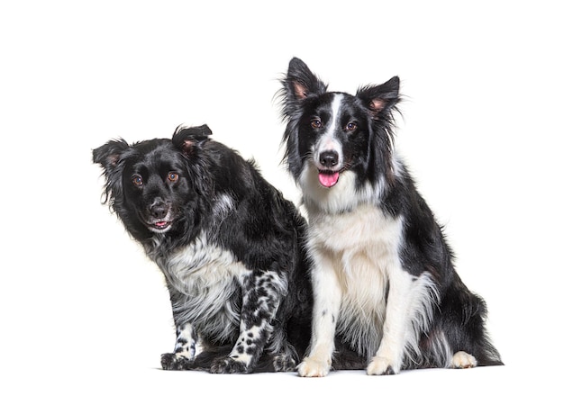 Cão border collie isolado em branco